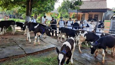 Foto: Dokumentasi Kementan RI
