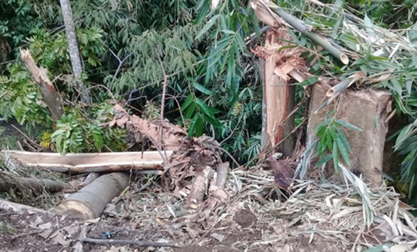 Tunggak bekas tebangan oleh oknum tak bertanggung jawab di Sungai Basok