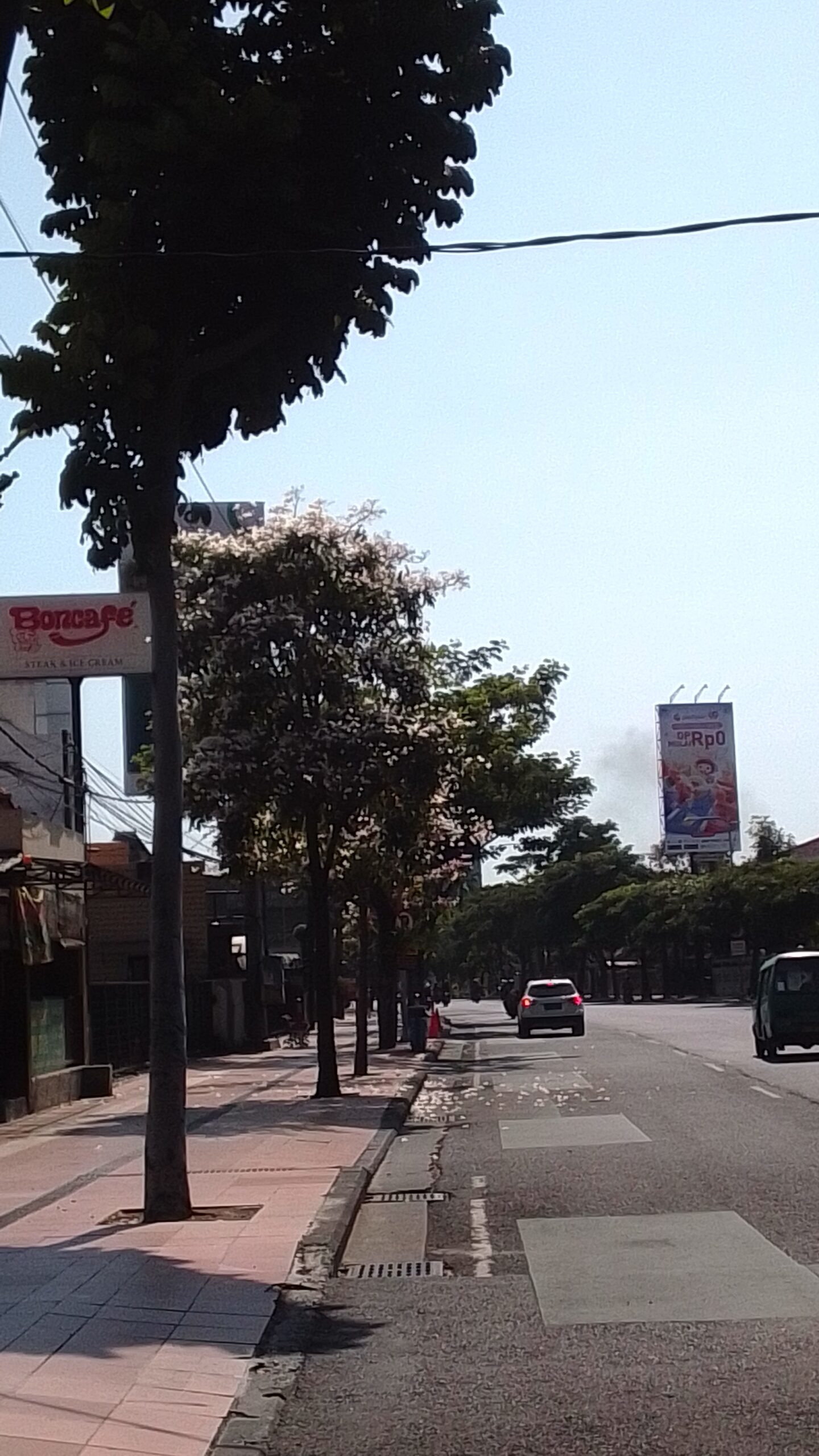 Bunga tabebuya di jalanan kota Surabaya