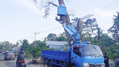 Foto: Proses penebangan pohon asam lapuk.