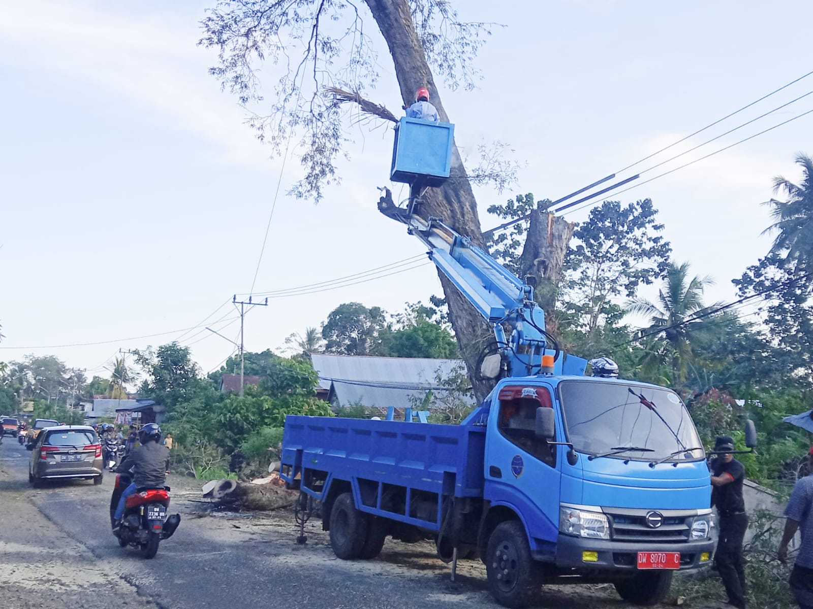 Foto: Proses penebangan pohon asam lapuk.